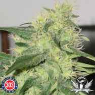 303 Seeds Royal Highness